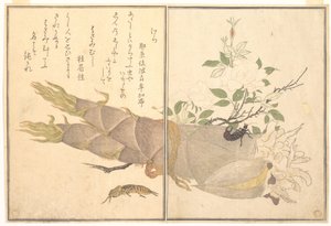 Grillo topo (Kera); tijereta (Hasami-mushi), del libro ilustrado «Criaturas que se arrastran» (Ehon mushi erami) de Kitagawa Utamaro