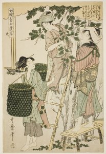 No. 2 (ni), de la serie "Mujeres dedicadas a la industria de la sericultura (Joshoku kaiko tewaza-gusa)" de Kitagawa Utamaro