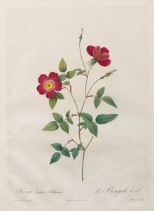 Rosa Indica Stelligera de Kitagawa Utamaro