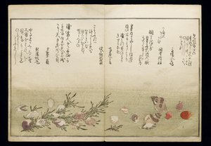 Shiohi no tsuto (Regalos de la Marea Baja), conocido como el Libro de las Conchas, 1789 de Kitagawa Utamaro