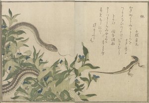 Serpiente y Lagarto, 1788 de Kitagawa Utamaro
