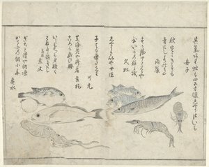Animales marinos