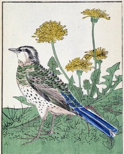 Pájaro. Dibujo japonés de Kitao Kosuisai de Kitao Shigemasa