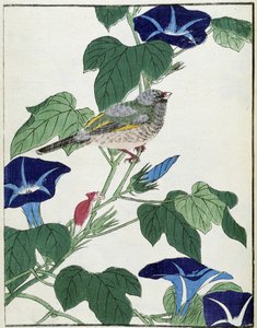 Pájaro en un árbol. Dibujo japonés de Kitao Kosuisai