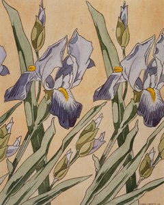 Iris, 1898