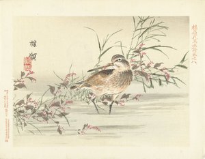 recorte Bosquejos de flores y pájaros de Bairei (título de la serie) Barei kacho gafu (título de la serie sobre el objeto) de Kono Bairei
