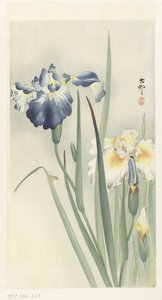 Iris de Ohara Koson