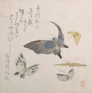 Mariposas, siglo XIX de Kubo Shunman