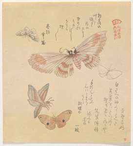 Mariposas y polillas, de la serie Una bandada de mariposas (Gunch? Gafu) de Kubo Shunman