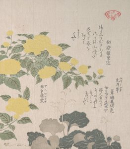 Corchorus o Rosa Amarilla y Saxífraga Rastrera de Kubo Shunman