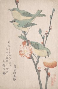 Ojos blancos japoneses en una rama de durazno, ca. 1805-10 de Kubo Shunman