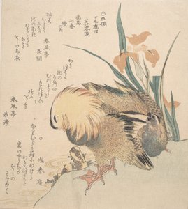 Pareja de patos mandarines y flores de iris, finales del siglo XVIII-principios del XIX