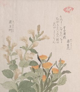 La Caléndula Común y Las Flores de Rajoman, siglo XIX de Kubo Shunman