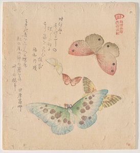 El manual de pintura de bandada de mariposas (Guncho? Gafu) de Kubo Shunman