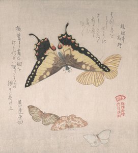 Varias polillas y mariposas, siglo XIX de Kubo Shunman