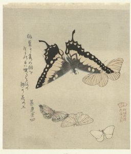 cinco mariposas Una serie de grabados con mariposas para la Kasumi Poetry Society (título de la serie) Kasumiren gunchô gafu (título de la serie sobre el objeto) de Kubota Shunman