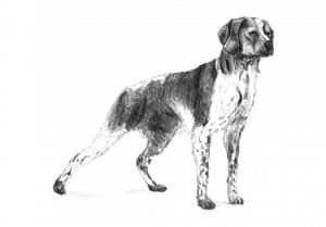  de Kulik
