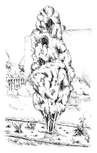  de Kulik