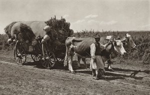 Rumanía: Comerciante de cerámica (foto en blanco y negro) de Kurt Hielscher