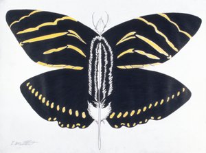 Mariposa emplumada, 2004 (lápiz de color sobre papel)