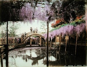 Glicinas en Kameido, Tokio de Kusakabe (attr. to) Kimbei