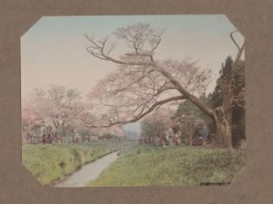 Personas y cerezos en flor a ambos lados de un arroyo en Koganei, Tokio, Japón de Kusakabe Kimbei