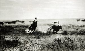 Vaquero a caballo lazando un ternero