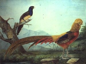 Un faisán dorado y un trogón