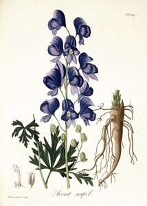 Aconitum Napellus de 