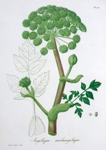 Angelica Archangelica Garden Angelica de LFJ Hoquart