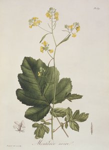 Brassica nigra de 