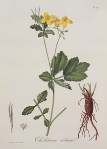 Celidonium Majus de Phytographie Medicale por Joseph Roques, publicado en 1821 de L.F.J. Hoquart