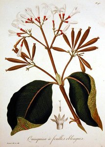 Cinchona de 