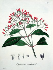 Cinchona de 