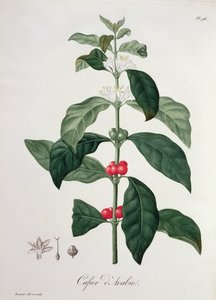 Coffea Arabica de 