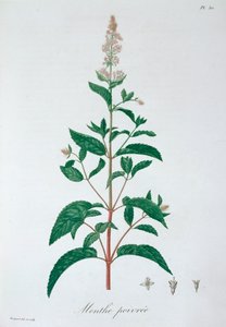Mentha Piperita, 1821 de LFJ Hoquart