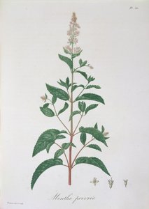 Mentha Piperita de 