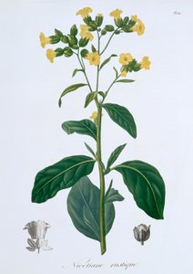 Tabaco Nicotiana, 1821