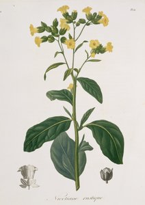 Nicotiana de 