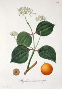 Strychnos nux vomica de 