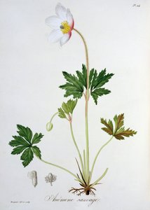 Anémona de los bosques de 