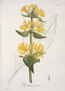 Genciana amarilla de 