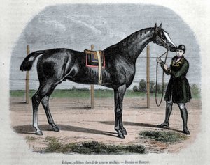 El caballo de carreras inglés Eclipse. Ilustración de Rouyer de L. (after) Rouyer