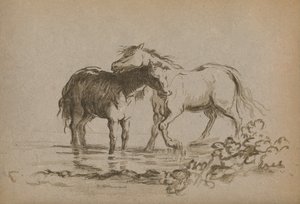 Caballos