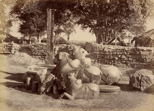 Toros sagrados en el fuerte de Warungal de Lala Deen Dayal