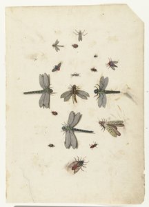 Libélulas e insectos voladores de Lambert Lombard