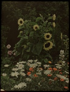 Jardín de la casa Kersbergen, Zeist, incluidos los girasoles de Lambertus Hendrik van Berk