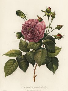 Rosa de Bengala, variedad Rosa chinensis, Bengale a grandes feuilles de Langlois Langlois