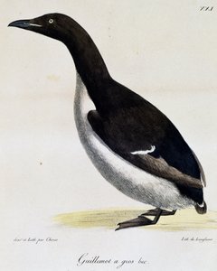 Arao de Brünnich, de Voyage pittoresque autour du monde de Langlume Langlume