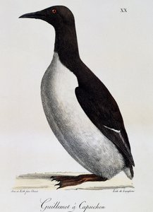 Arao común (Uria aalge), de Voyage pittoresque autour du monde de Langlume Langlume